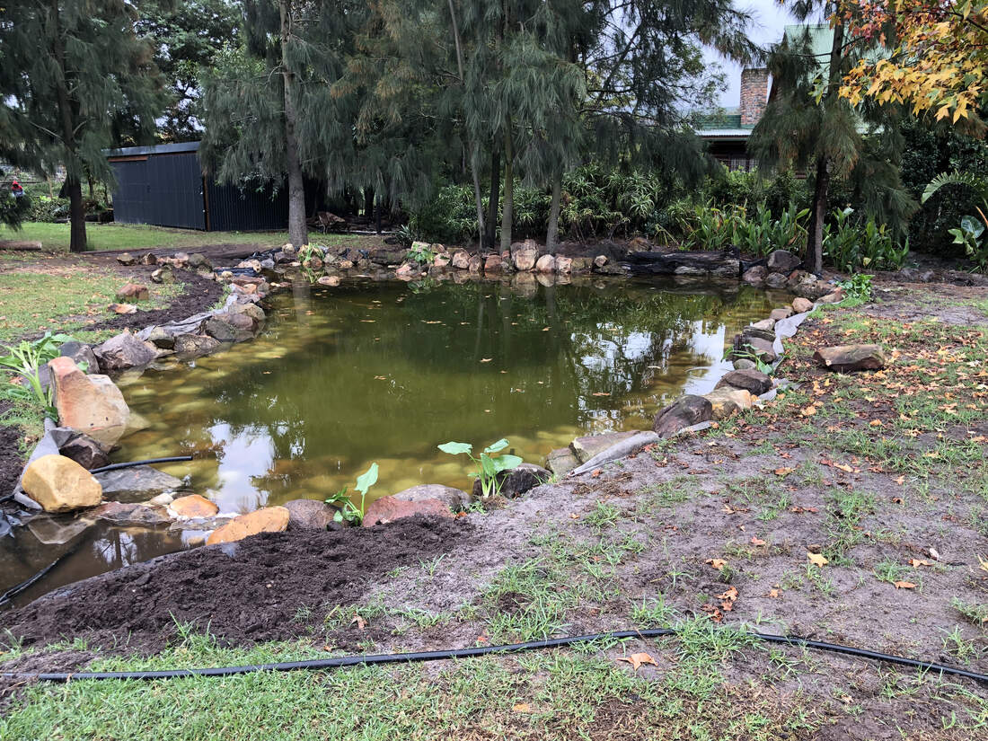 The pond filling with water and beginning to settle